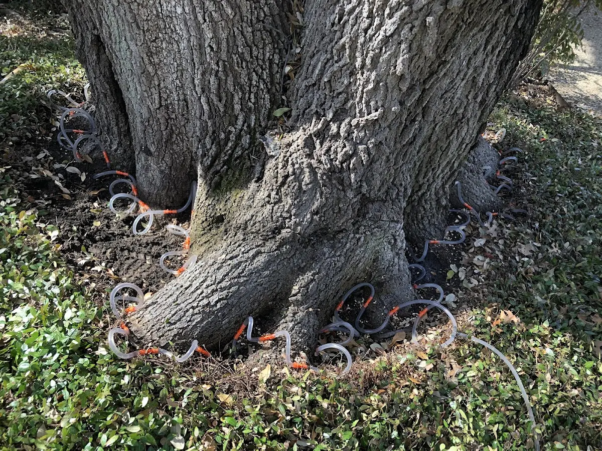 Detailed Tree Cabling and Bracing job site in Prescott Valley
